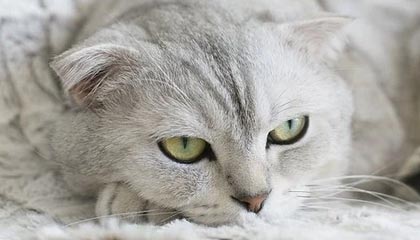 博鱼电竞官方网站:开启你专属的电竞观赛与成长之路